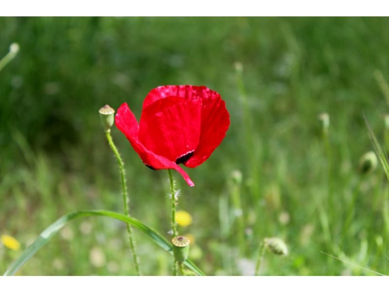 Red Poppy Flower Meaning in different culture 