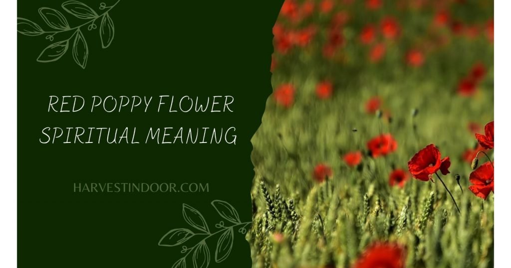 Red Poppy Flower Spiritual Meaning You Probably Didn’t Know