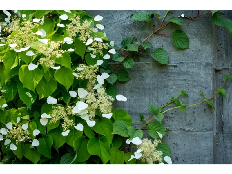 Evergreen Climbing Hydrangea Varieties for Shade Garden