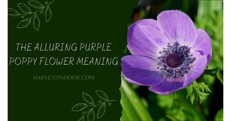The Alluring Purple Poppy Flower Meaning