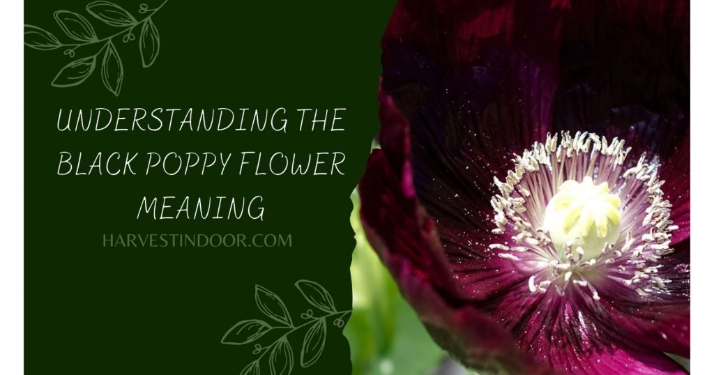 Black Poppy Flower Meaning