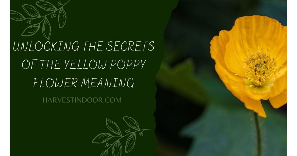 Unlocking the Secrets of the Yellow Poppy Flower Meaning