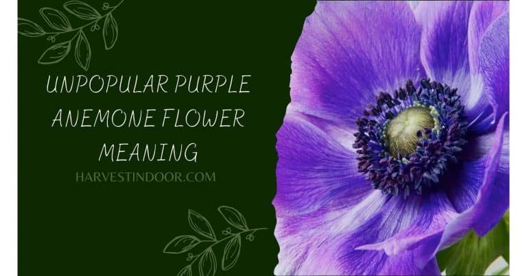 Unpopular Purple Anemone Flower Meaning