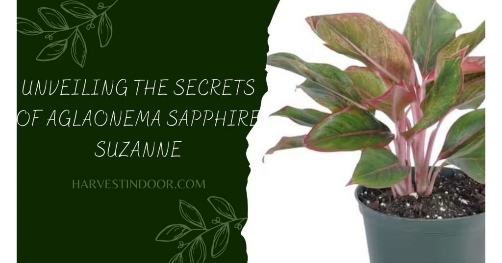 Unveiling the Secrets of Aglaonema Sapphire Suzanne