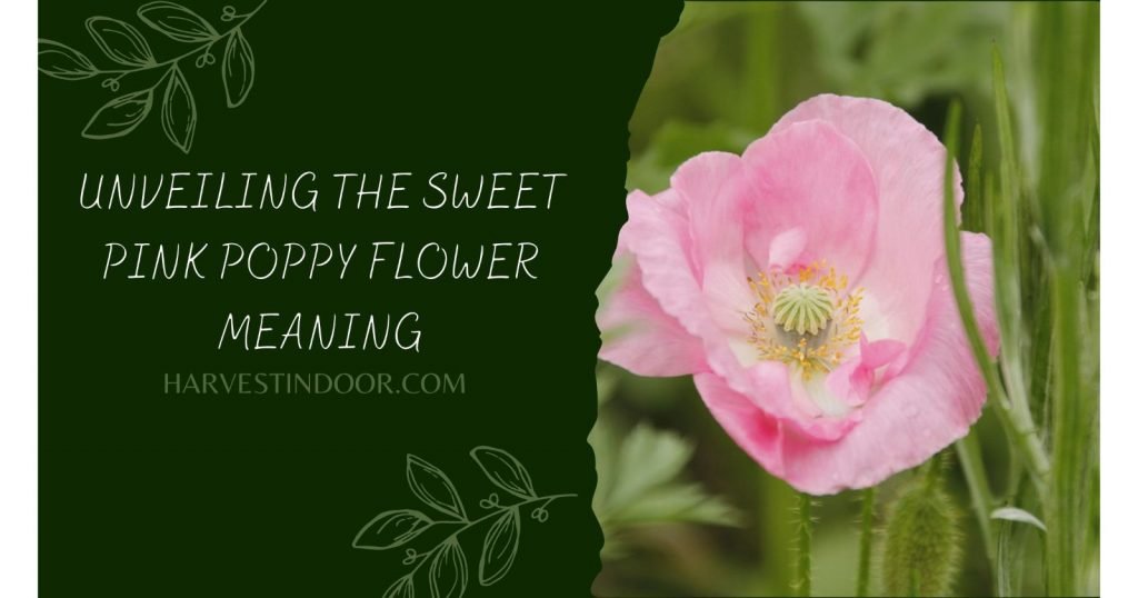 Unveiling the Sweet Pink Poppy Flower Meaning