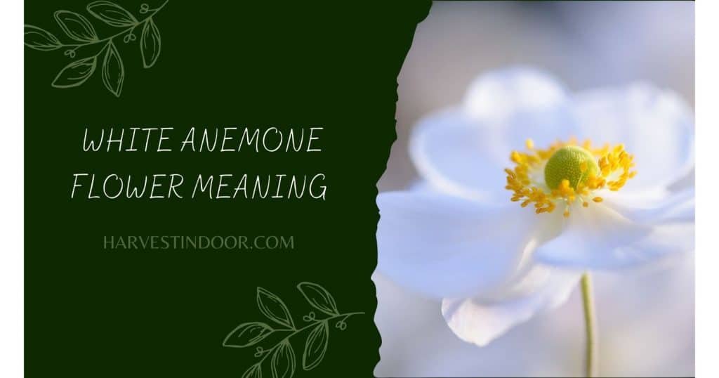 White Anemone Flower Meaning