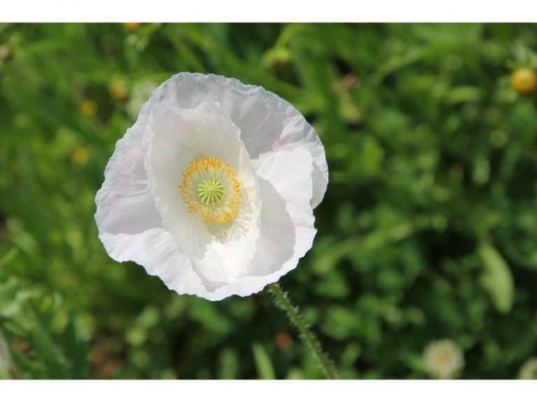 The Controversial White Poppy Flower Meaning Harvest Indoor