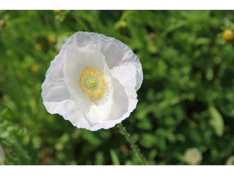 White Poppy Flower Meaning