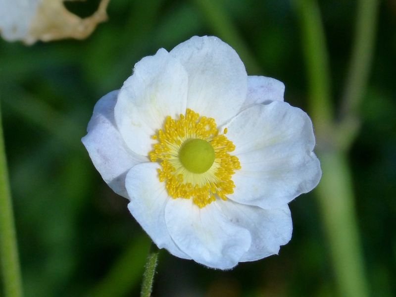 White Poppy Flower meaning