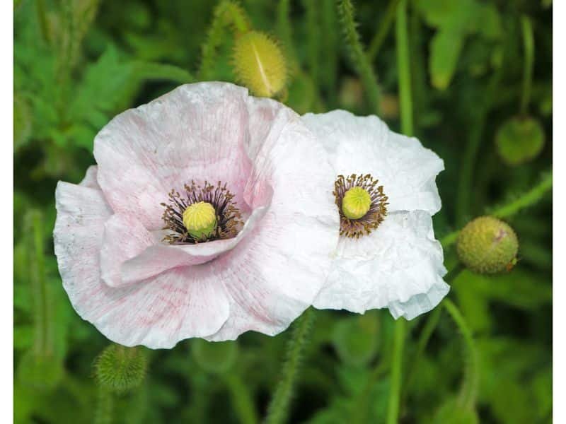White Poppy Flower Meaning