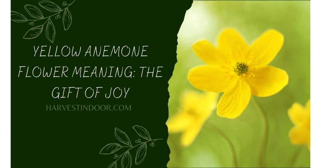 Yellow Anemone Flower Meaning The Gift of Joy