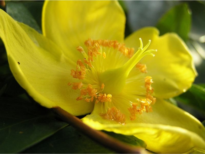 Yellow Anemone flower meaning