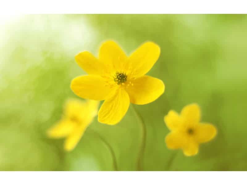 Yellow Anemone flower meaning