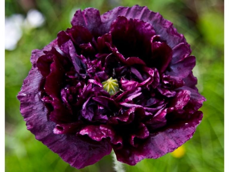 Beyond Mourning: Understanding the Black Poppy Flower Meaning - Harvest ...