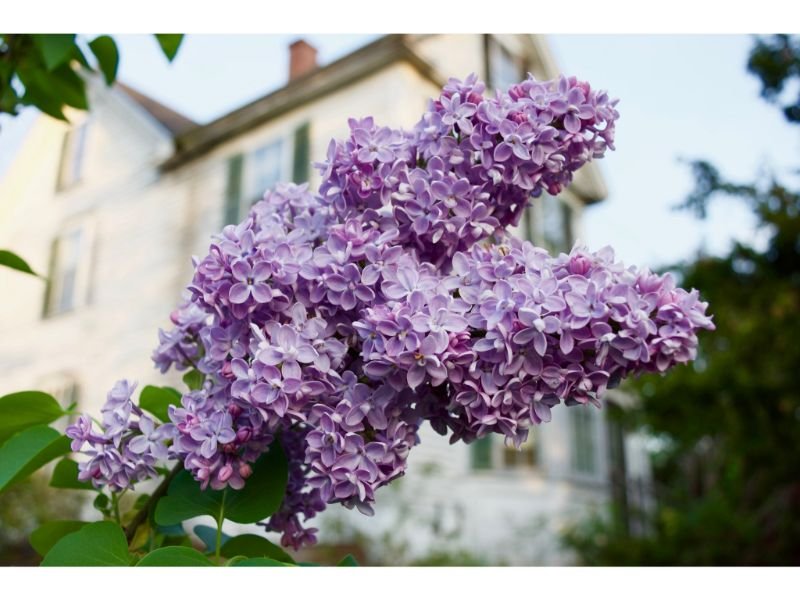 growing Lilacs in front of your house