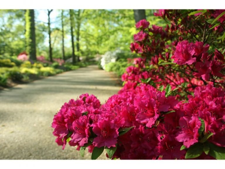 Planting Azaleas In Front Of The House Harvest Indoor