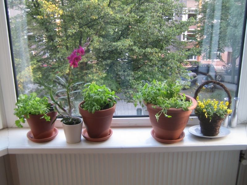 light requirement window garden