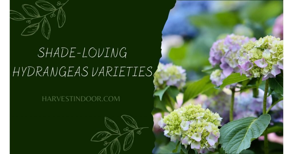 shade-Loving Hydrangeas Varieties