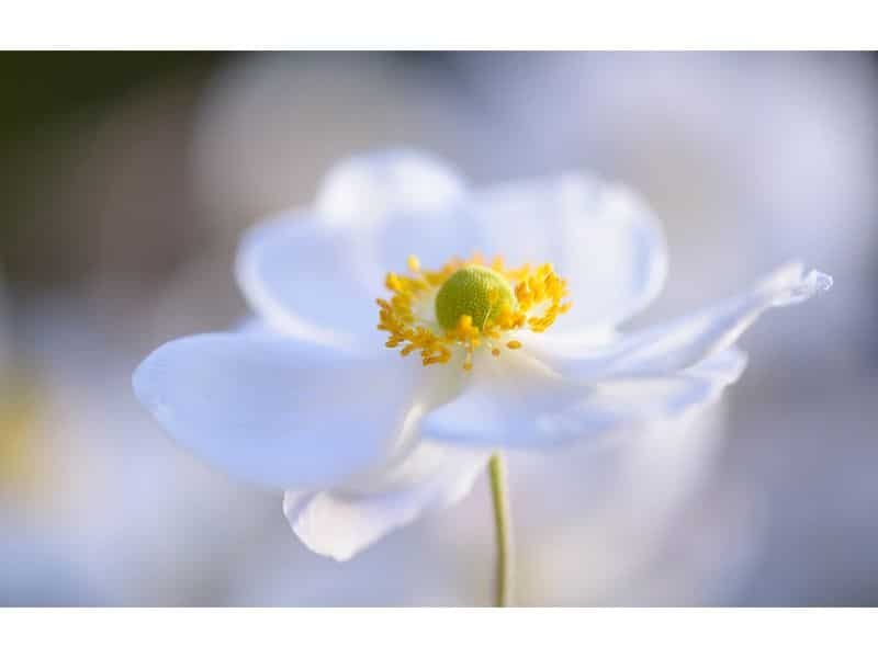 white anemone flower meaning 