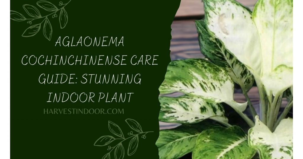 Aglaonema Cochinchinense Care Guide Stunning Indoor Plant