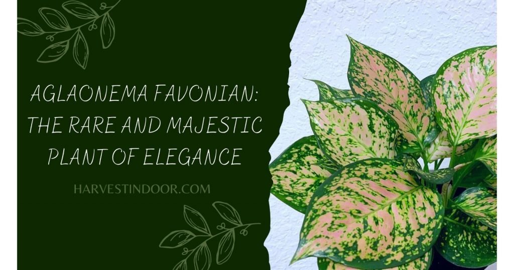 Aglaonema Favonian The Rare and Majestic Plant of Elegance