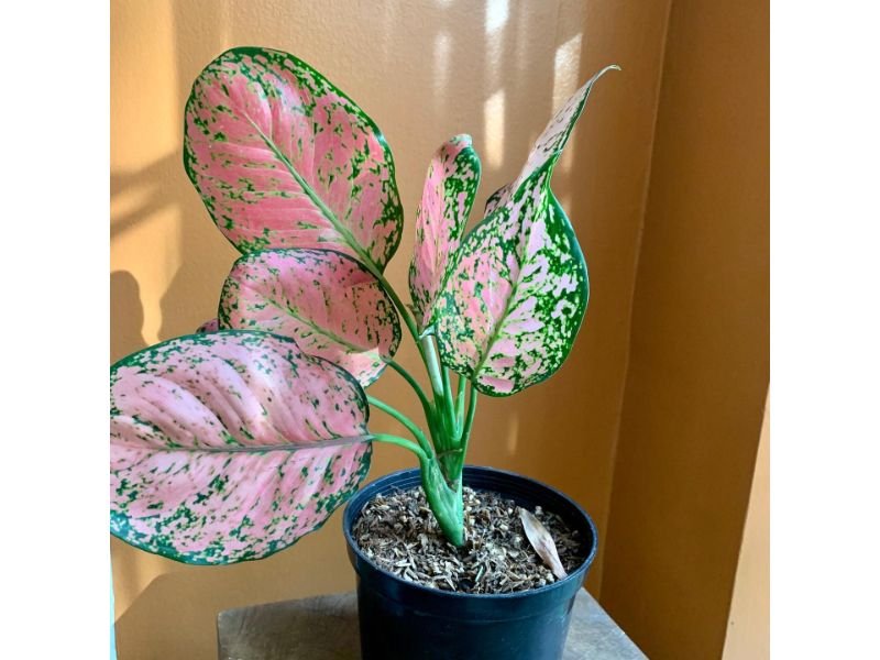 care for Aglaonema Pink Star