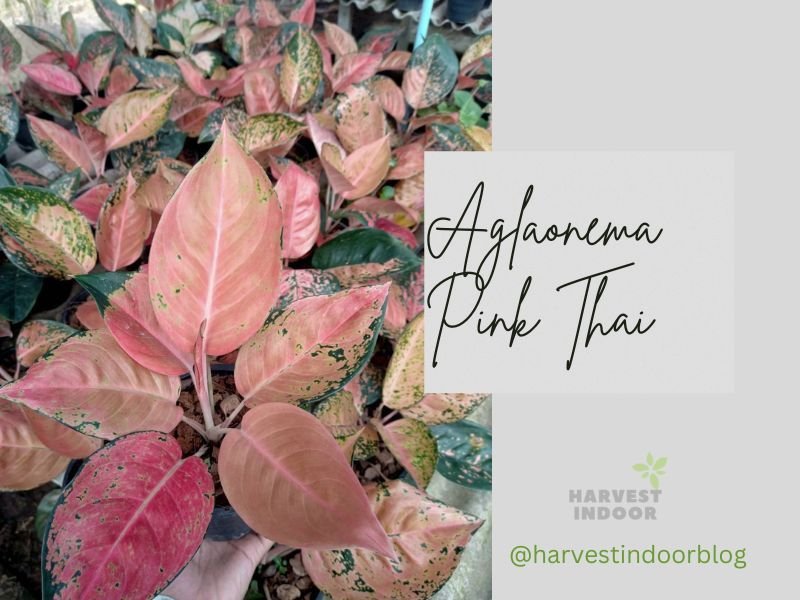 Aglaonema Pink Thai