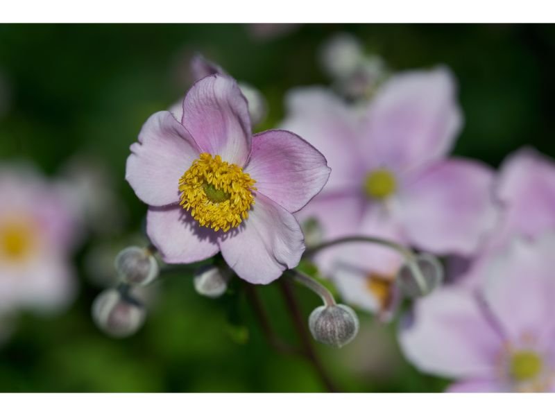 Anemone Hupehensis Var Japonica Care Guide