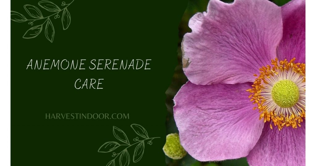 Anemone Serenade Care
