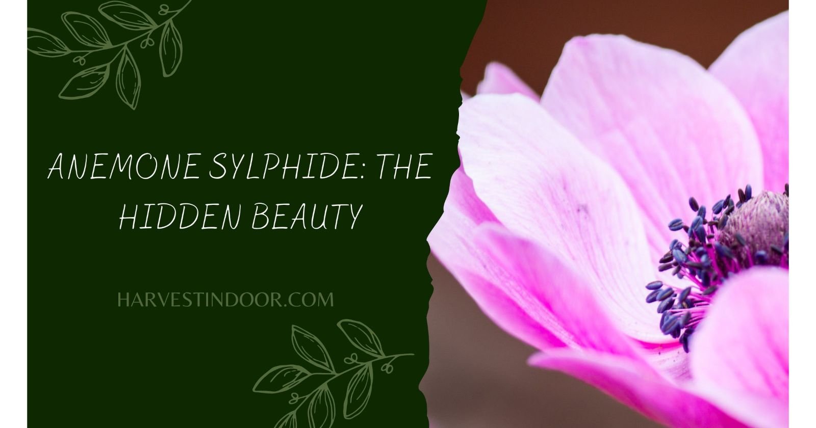 Anemone Sylphide: The Hidden Beauty - Harvest Indoor