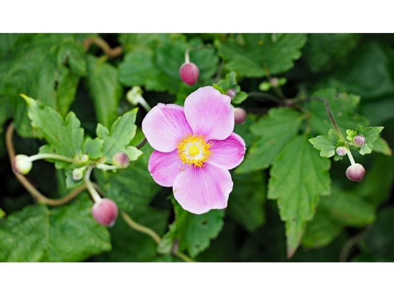 Anemone Tomentosa A Delicate, Low-Maintenance Beauty with Medicinal Properties