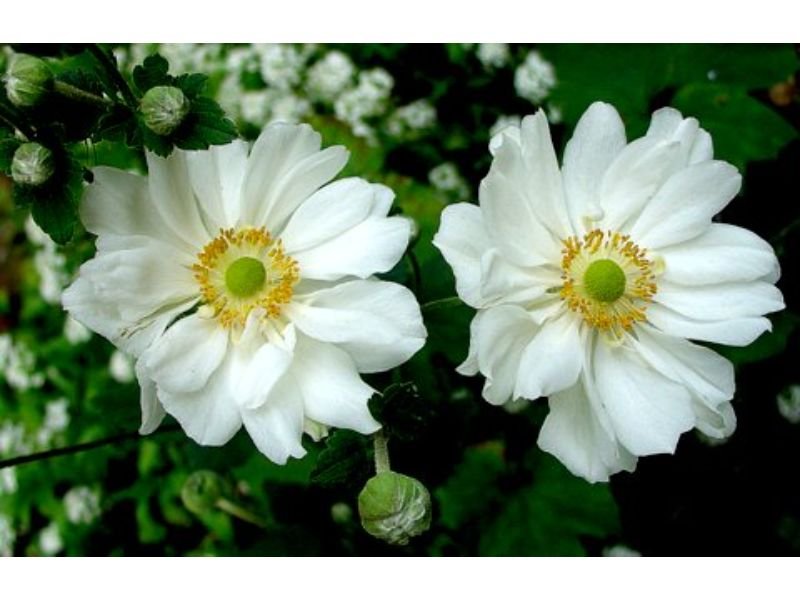 Anemone Tomentosa A Delicate, Low-Maintenance Beauty with Medicinal Properties