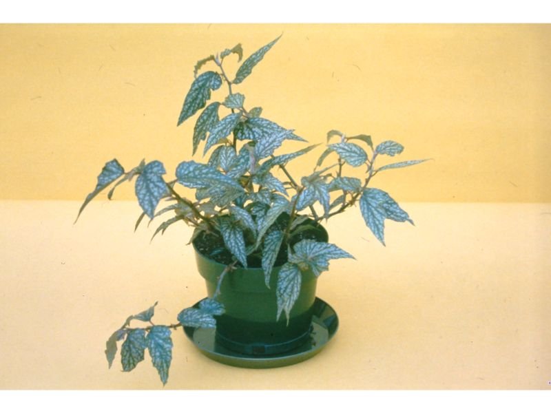 Begonia Argenteo Guttata