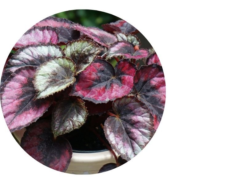 Begonia Rex Red Kiss: A Stunning Houseplant That Will Steal Your Heart