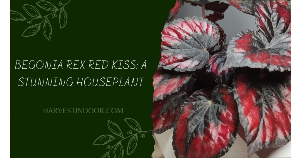 Begonia Rex Red Kiss A Stunning Houseplant