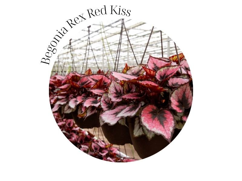 Begonia Rex Red Kiss care
