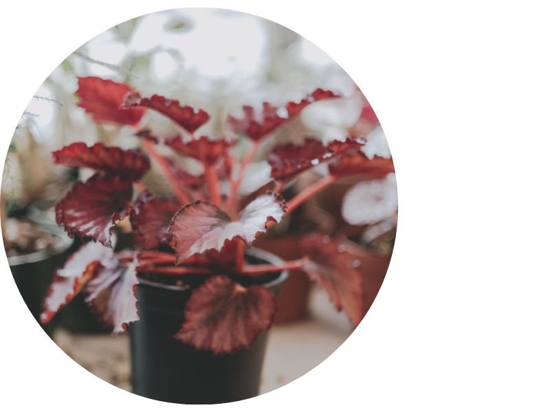 Begonia Rex Red Kiss common problems 