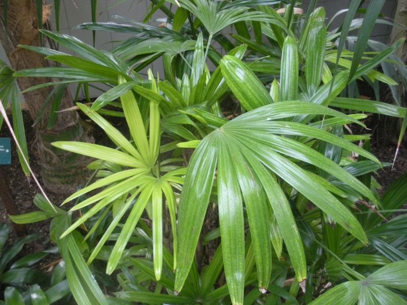 Broadleaf Lady Palm  indoor plants without pollen