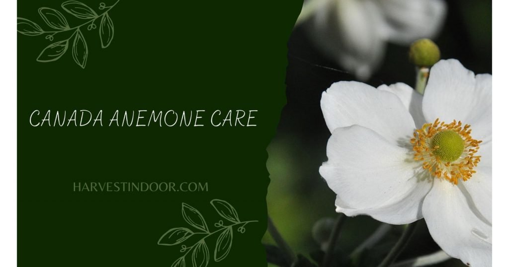 Canada Anemone Care