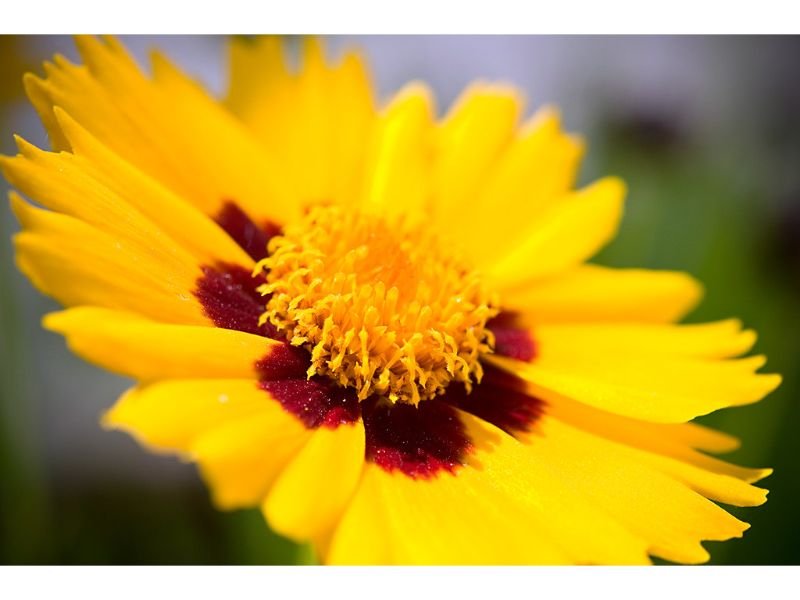Coreopsis, yellow flower for window boxes 