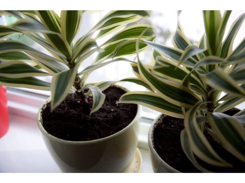 Dracaena  snake plant for allergies people 