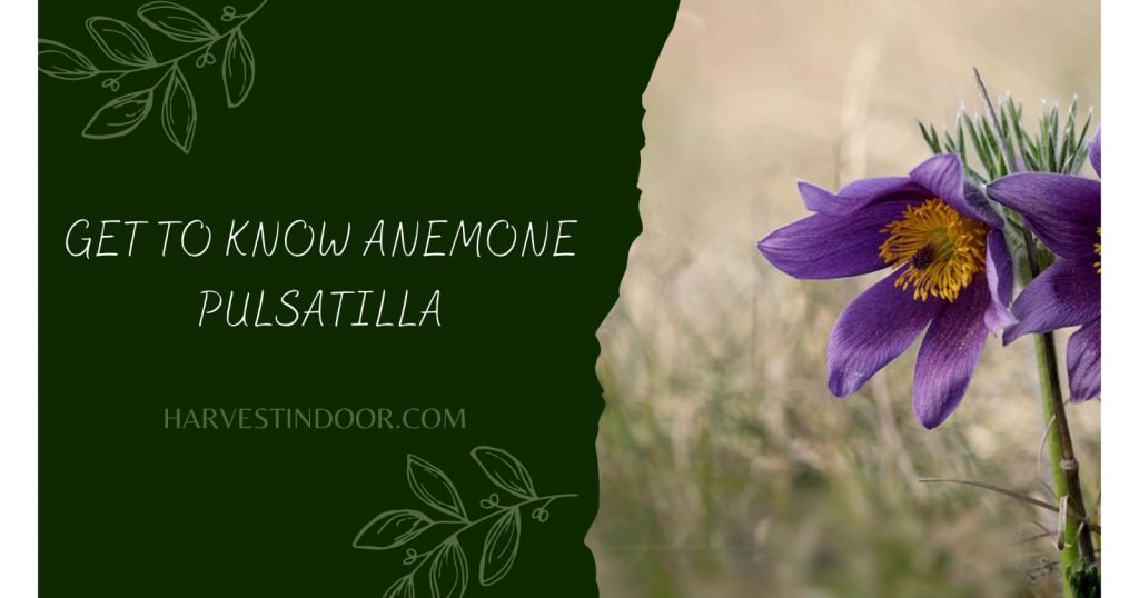 Get To Know Anemone Pulsatilla