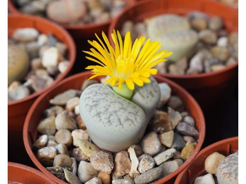 Lithops living stones flower with no pollen 