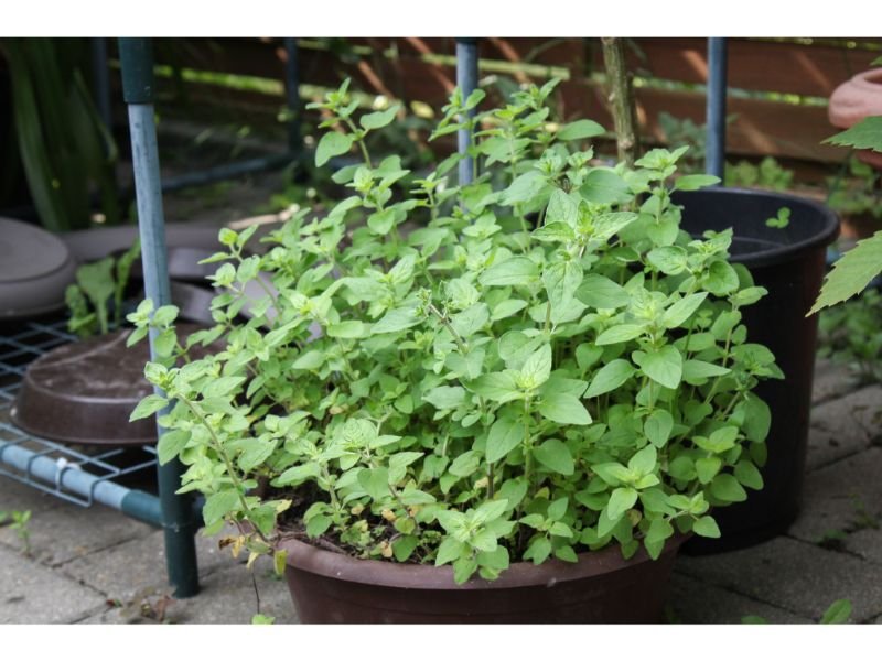Oregano (Origanum vulgare) low allergen herb houseplant 