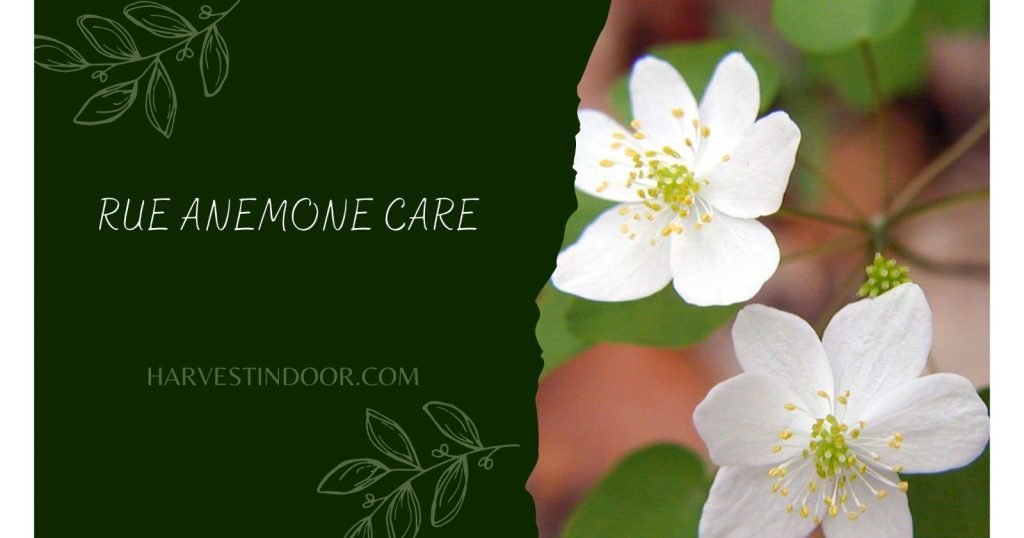 Rue Anemone Care