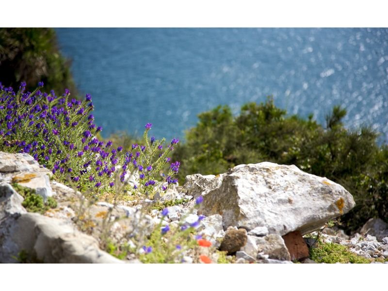 Sea Lavender (Limonium) costal flowering plant that look like sea corals 