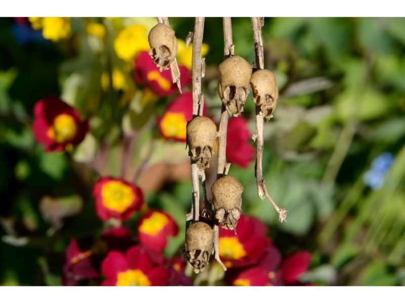 Snapdragon (Antirrhinum) skull skeleton look like flowers seeds 