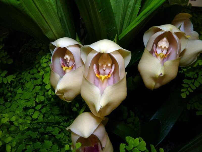 Swaddled Baby Orchid (Anguloa uniflora)