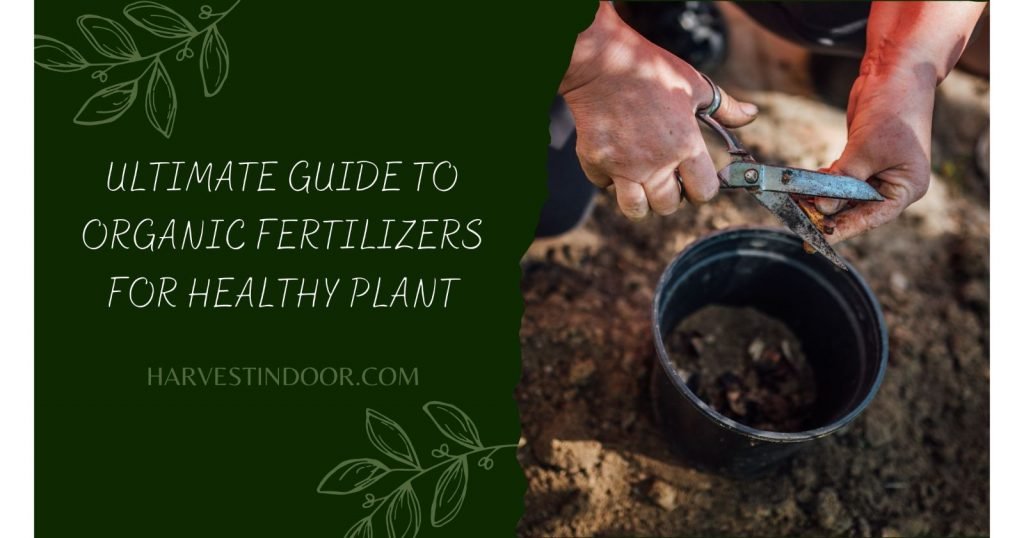 Ultimate Guide to Organic Fertilizers for Healthy Plant
