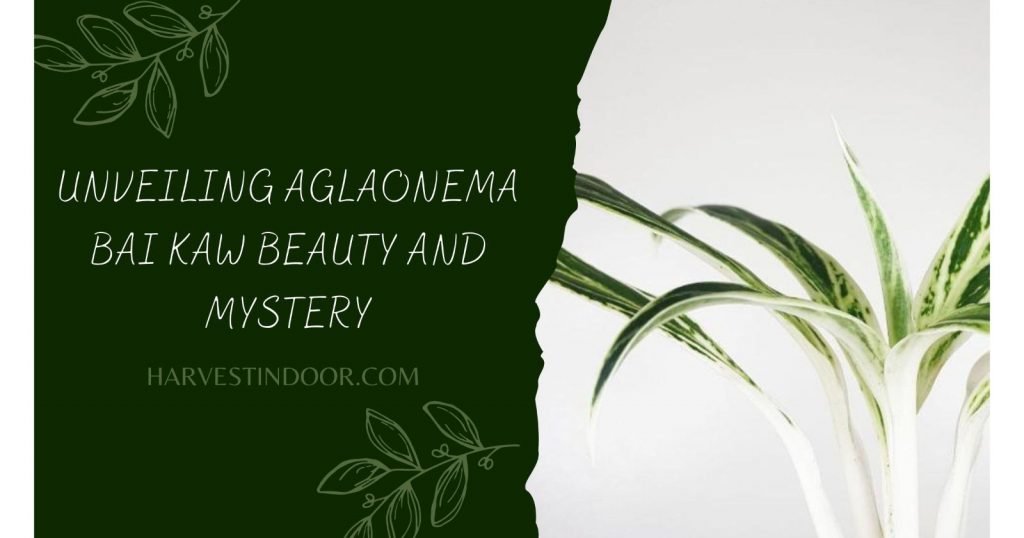 Unveiling Aglaonema Bai Kaw Beauty and Mystery